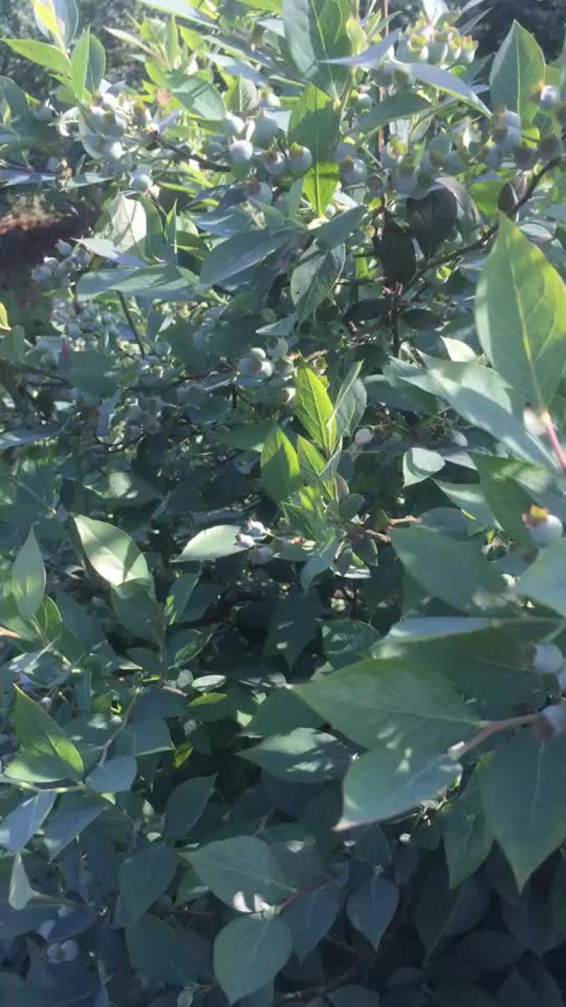 蓝莓