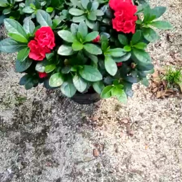 西码，双喜藤，梅红杜鹃，金边常春藤，金鱼花，四季桂小桃红