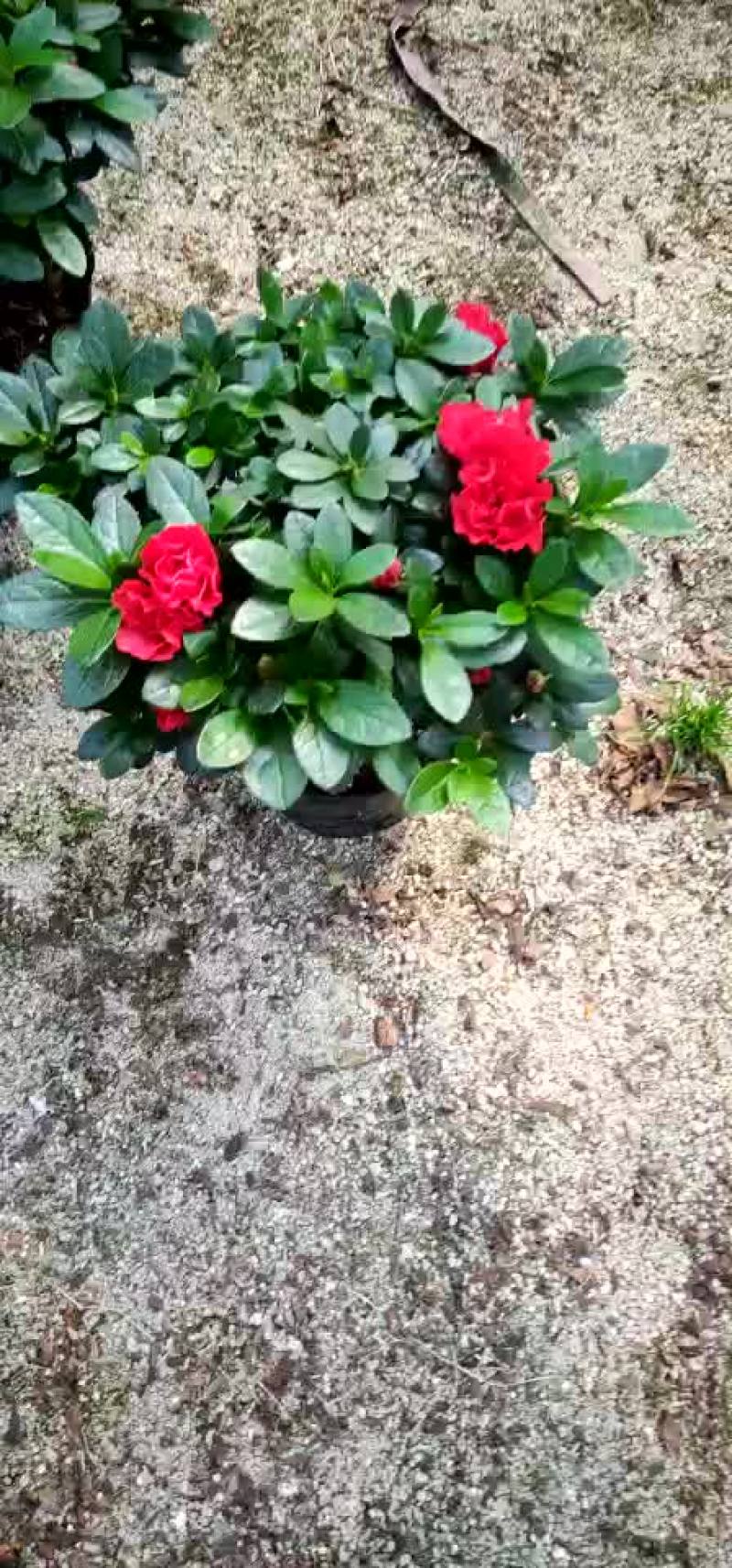 西码，双喜藤，梅红杜鹃，金边常春藤，金鱼花，四季桂小桃红