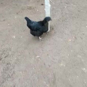 绿壳蛋鸡，