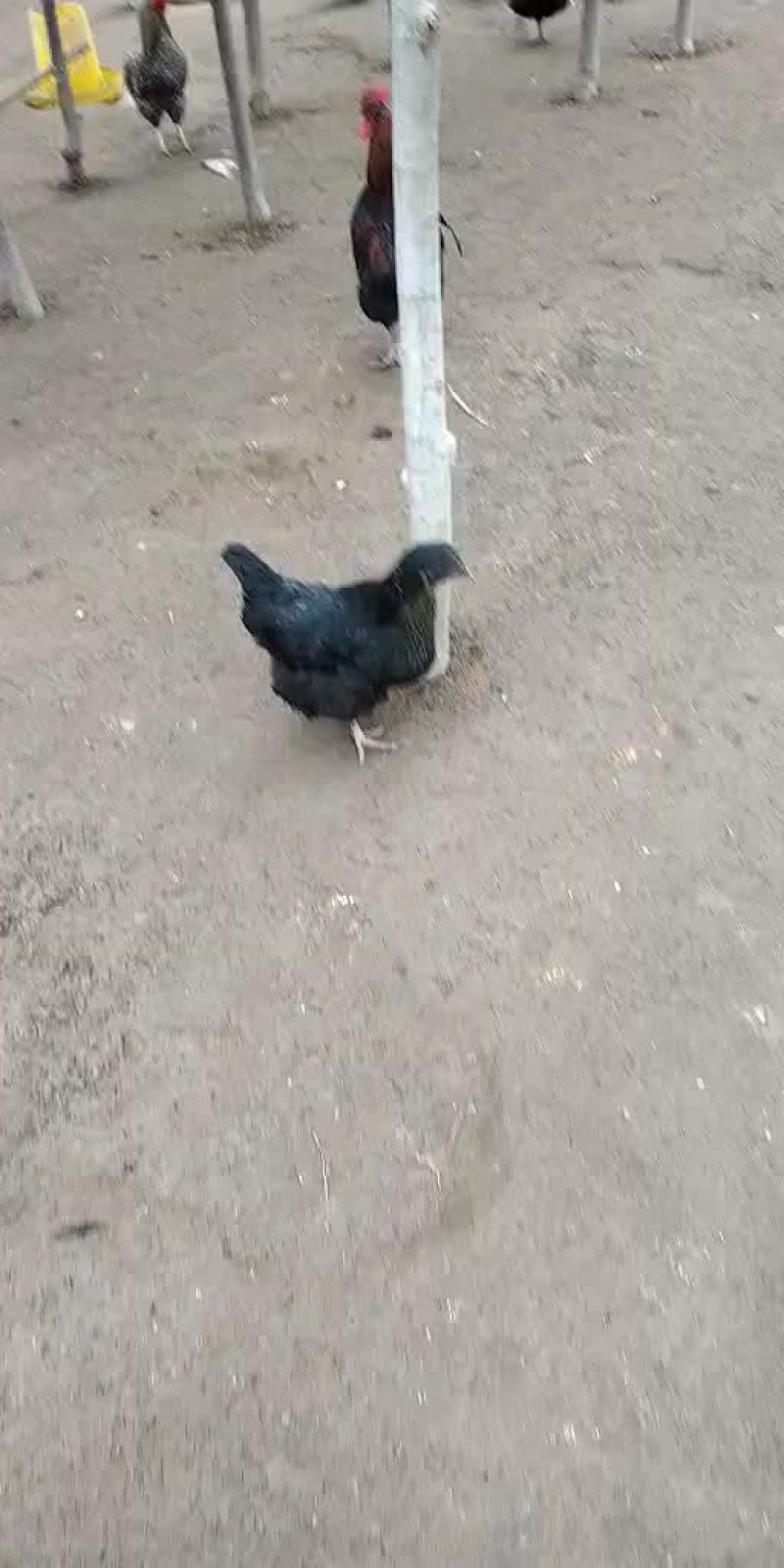 绿壳蛋鸡，