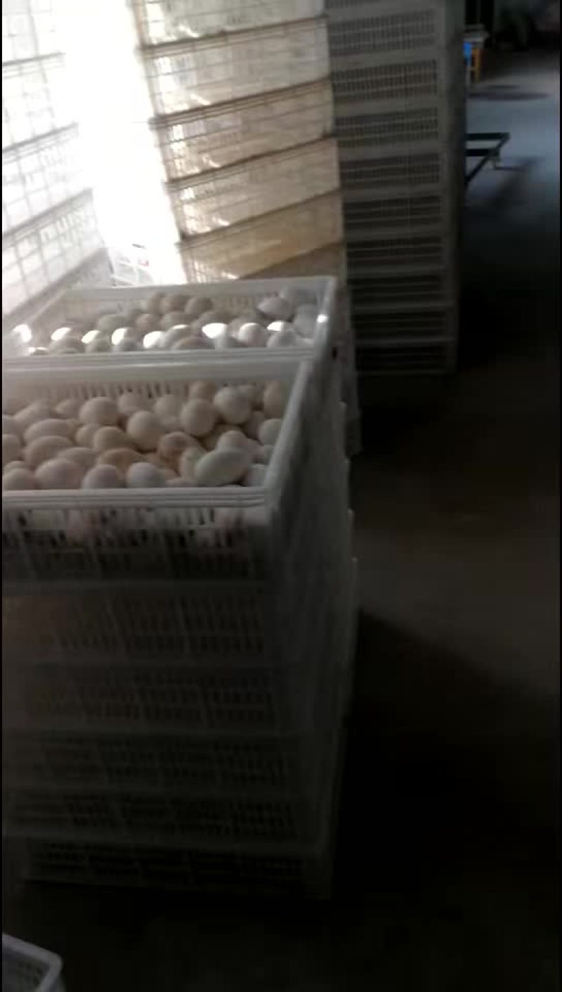 家庭农场（鹅蛋)