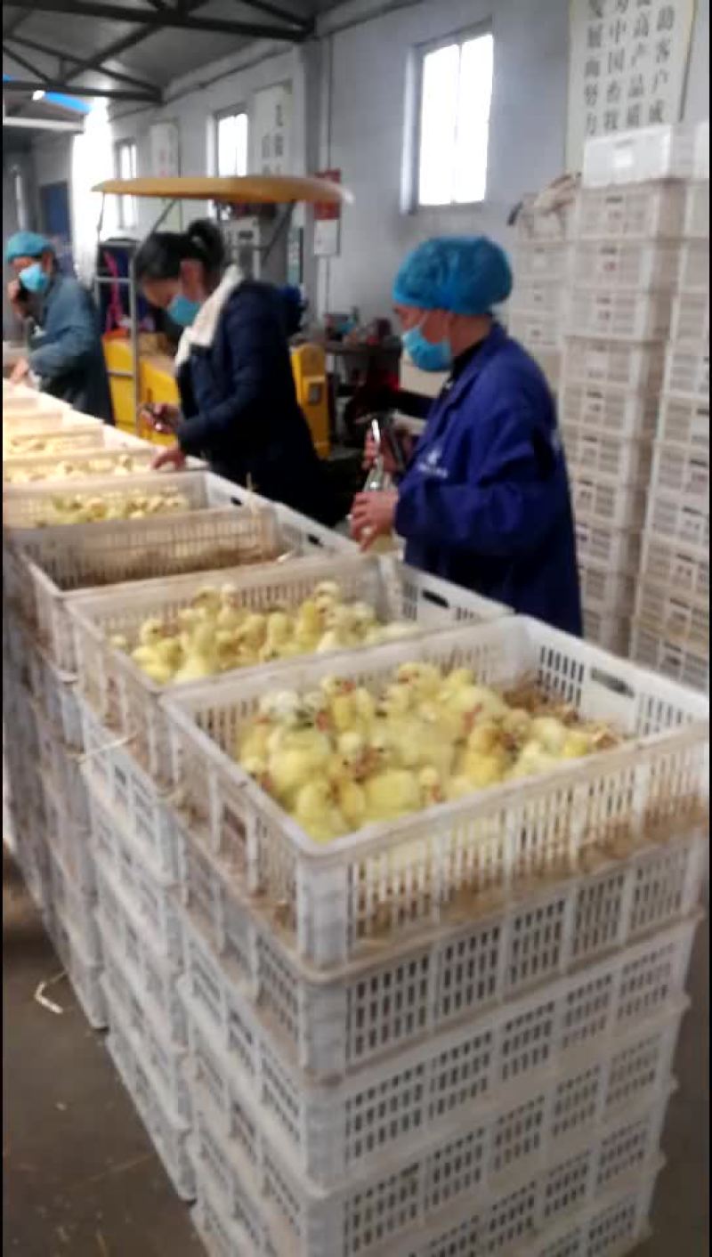 家庭农场（鹅蛋)