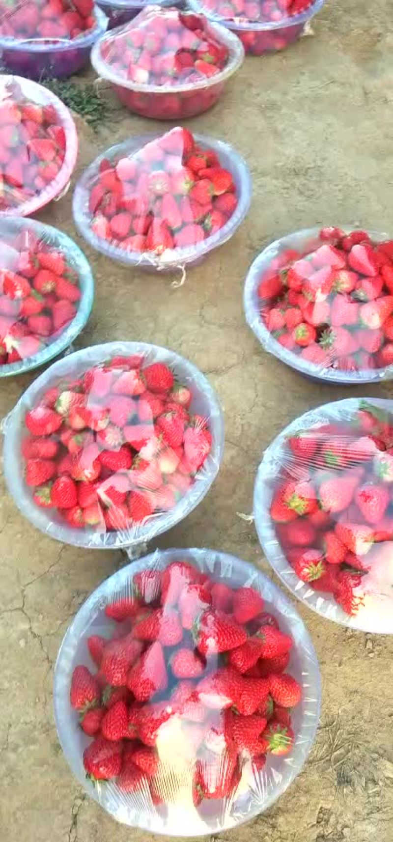 草莓