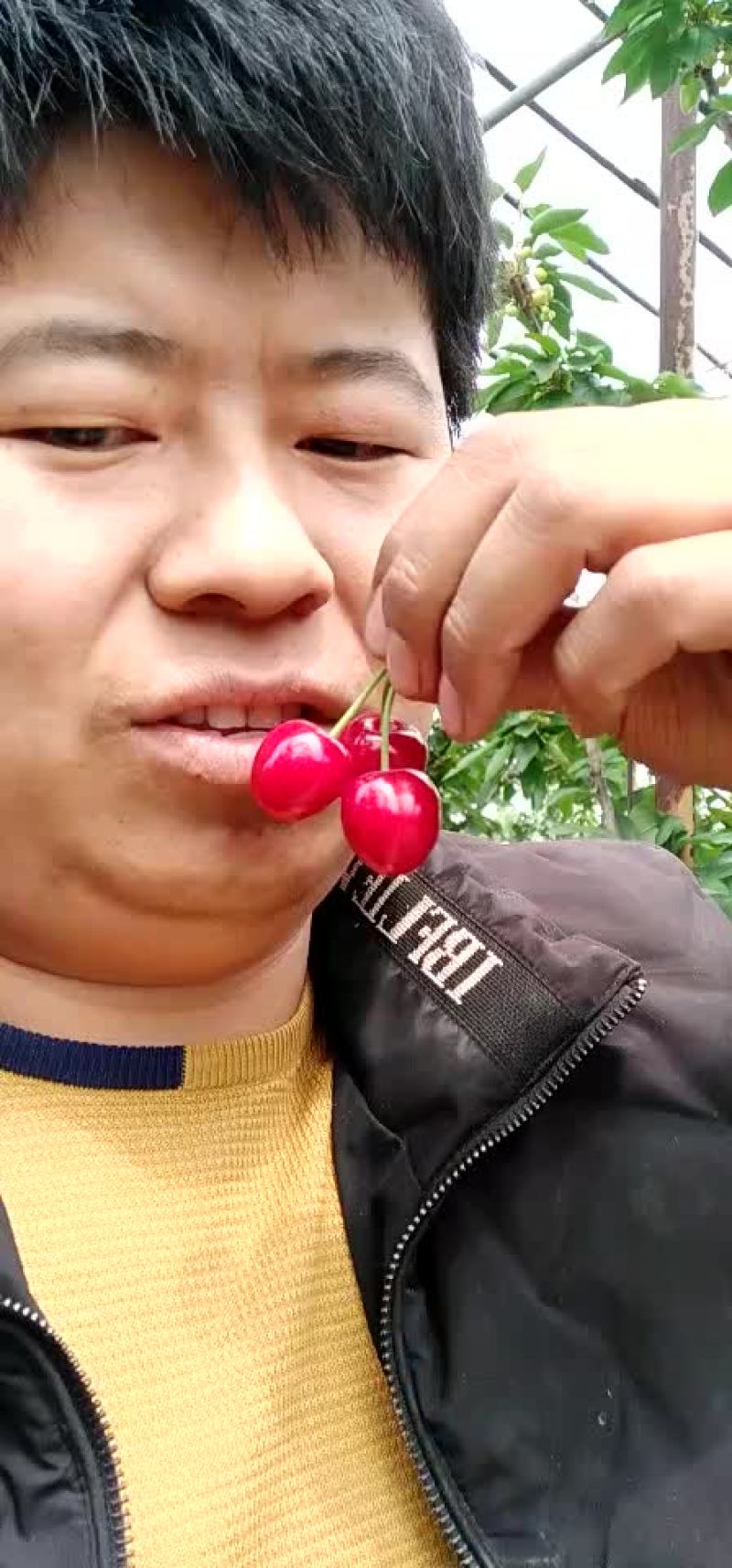 草莓
