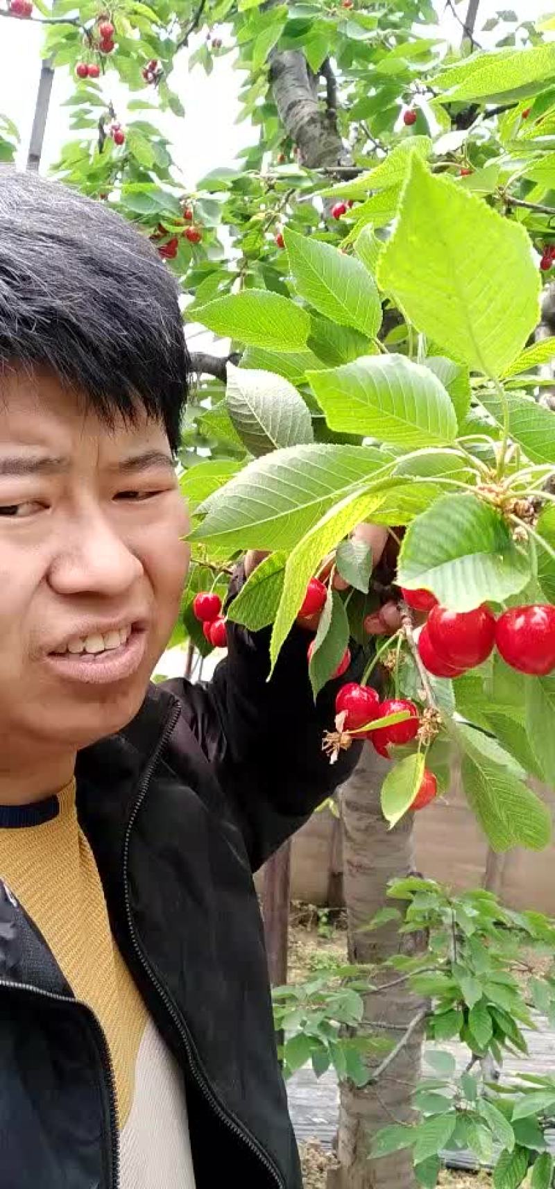 草莓