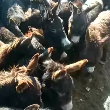 驴苗十四
