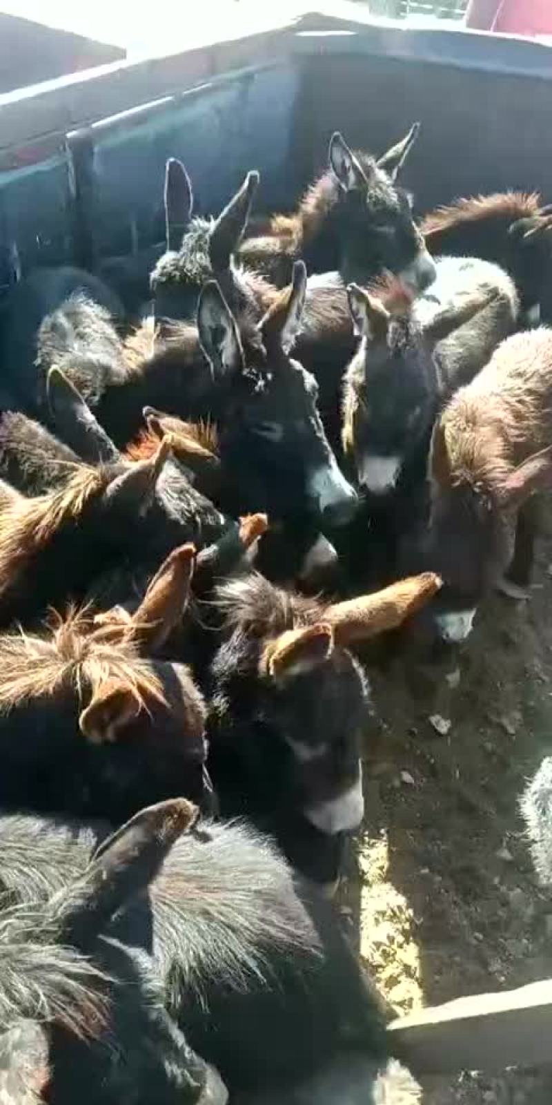 驴苗十四