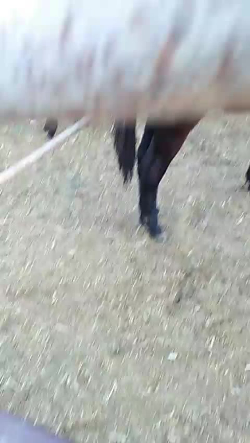 驴苗十四