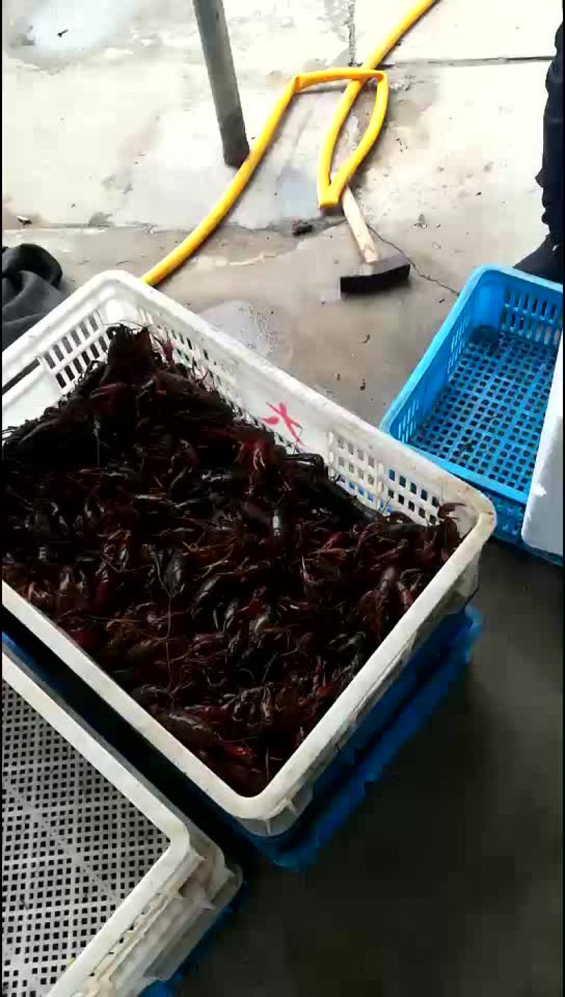 龙虾成品大青虾4一9规格