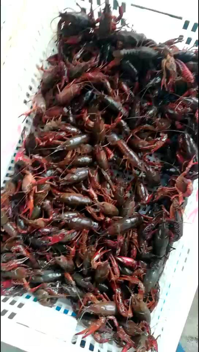 龙虾成品大青虾4一9规格