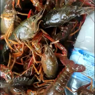 龙虾成品大青虾4一9规格