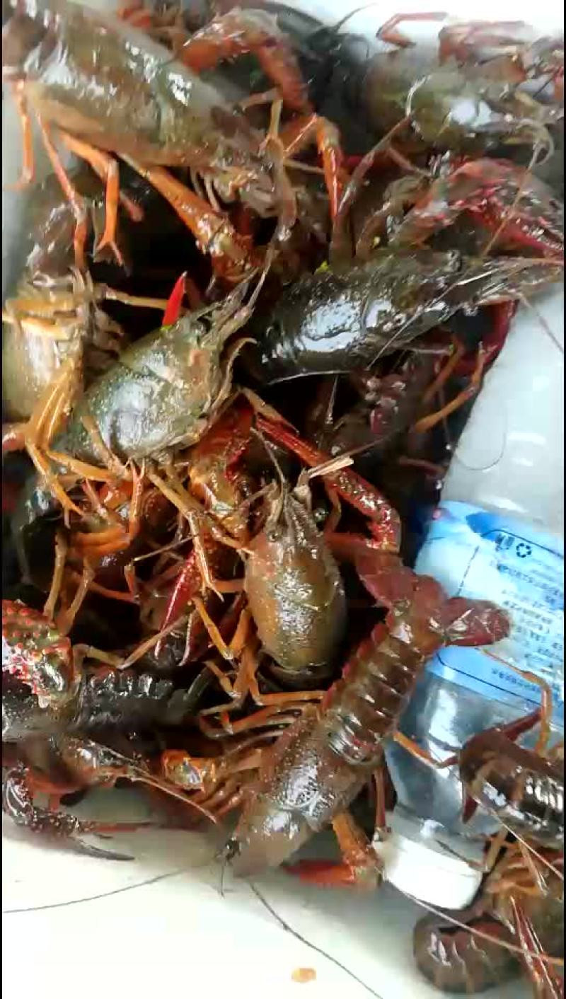 龙虾成品大青虾4一9规格
