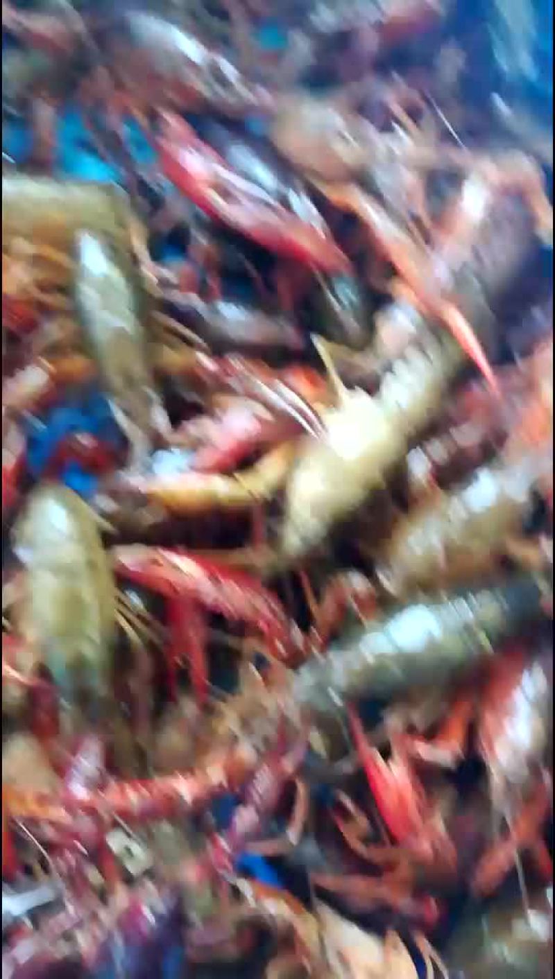 龙虾成品大青虾4一9规格