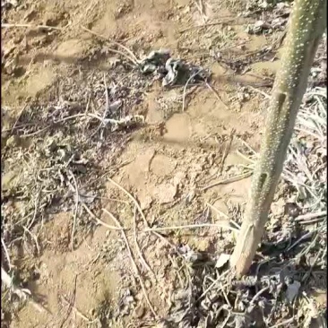 楸树