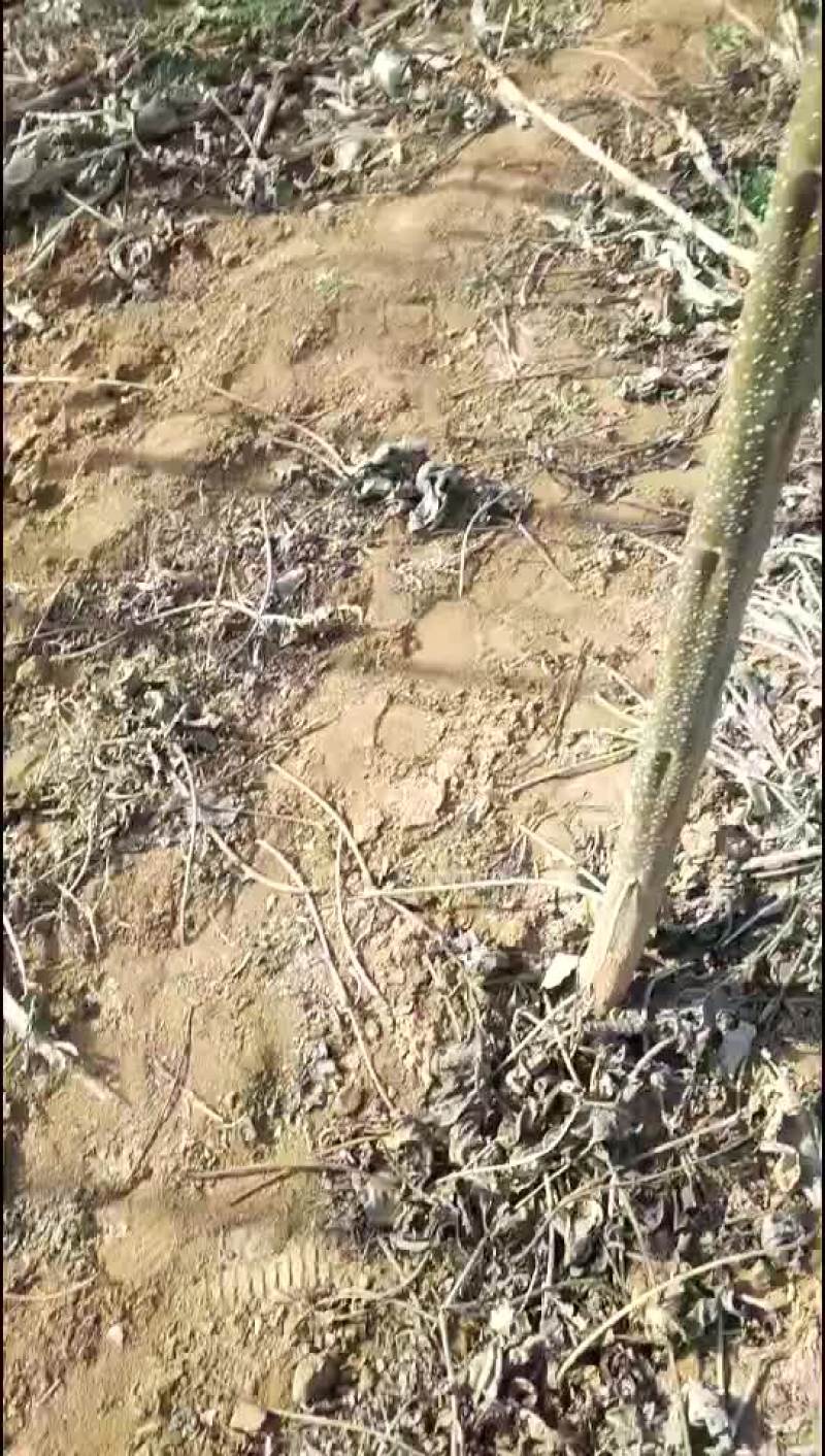 楸树
