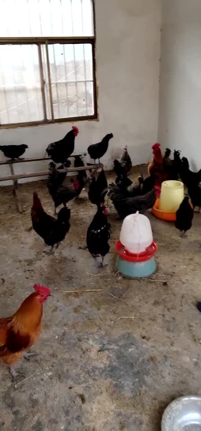 五农土鸡
