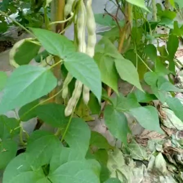 芸豆