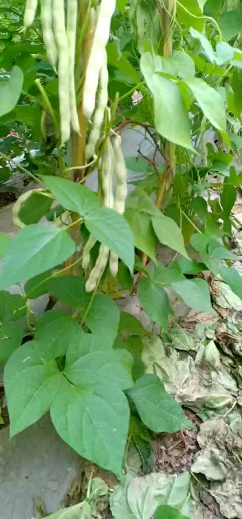 芸豆
