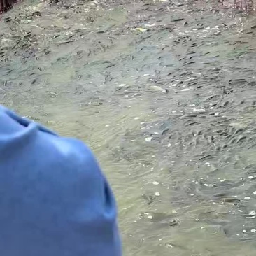 草鱼苗