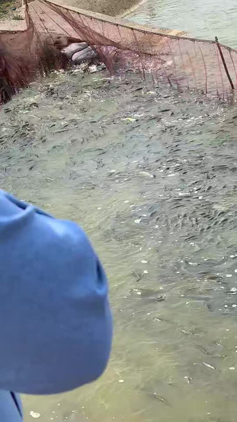 草鱼苗