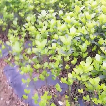 大栀子花