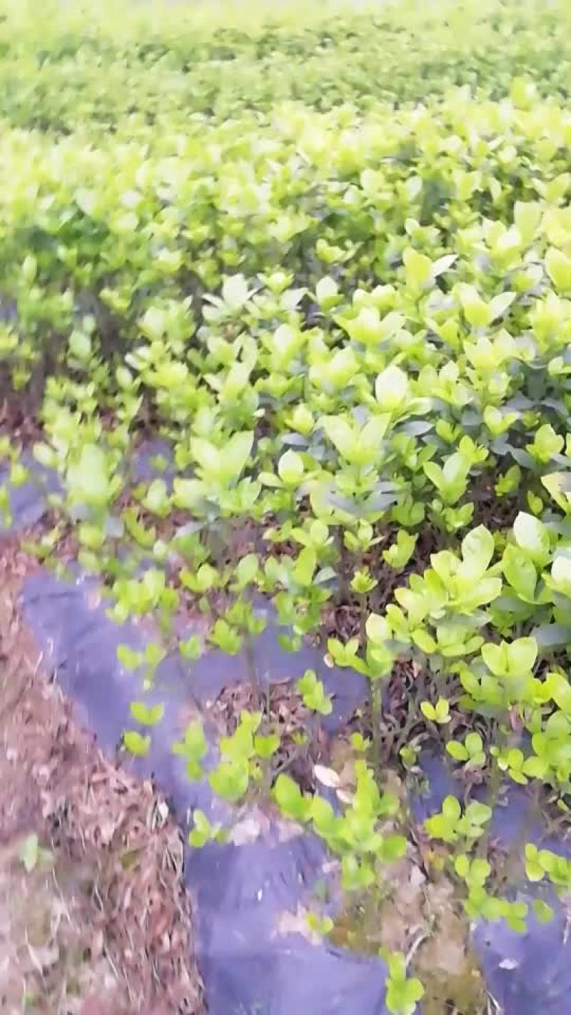 大栀子花