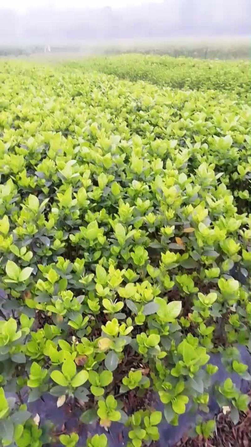 大栀子花