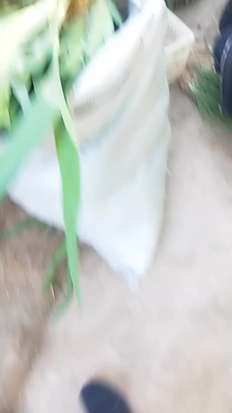射干苗