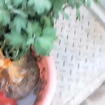 菊花苗
