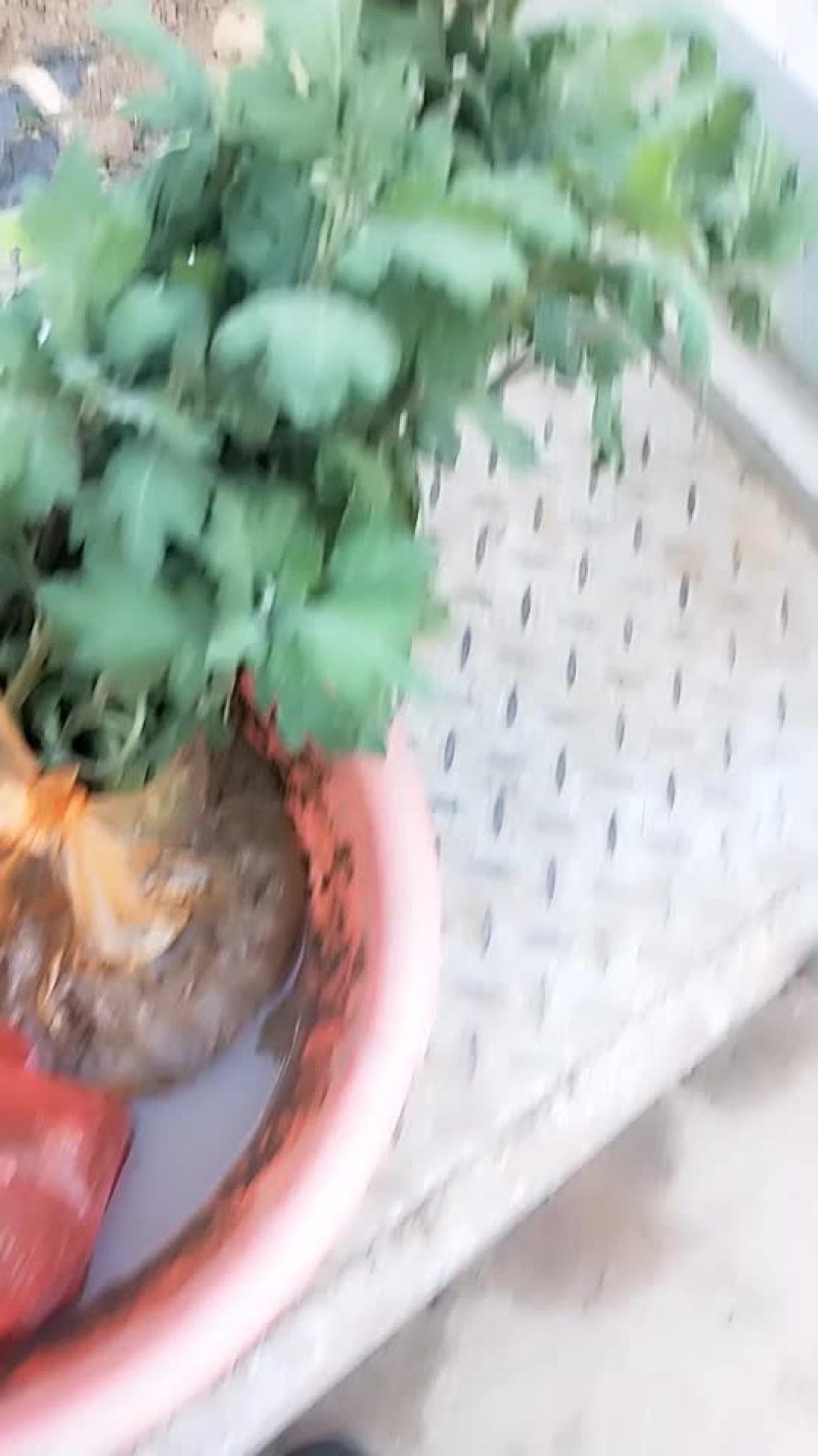 菊花苗