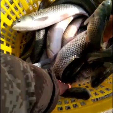 草鱼苗