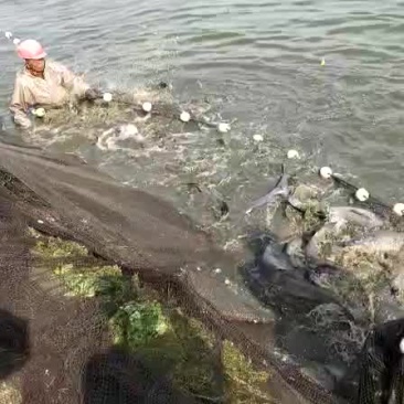 15＋，20＋，30＋青鱼供应