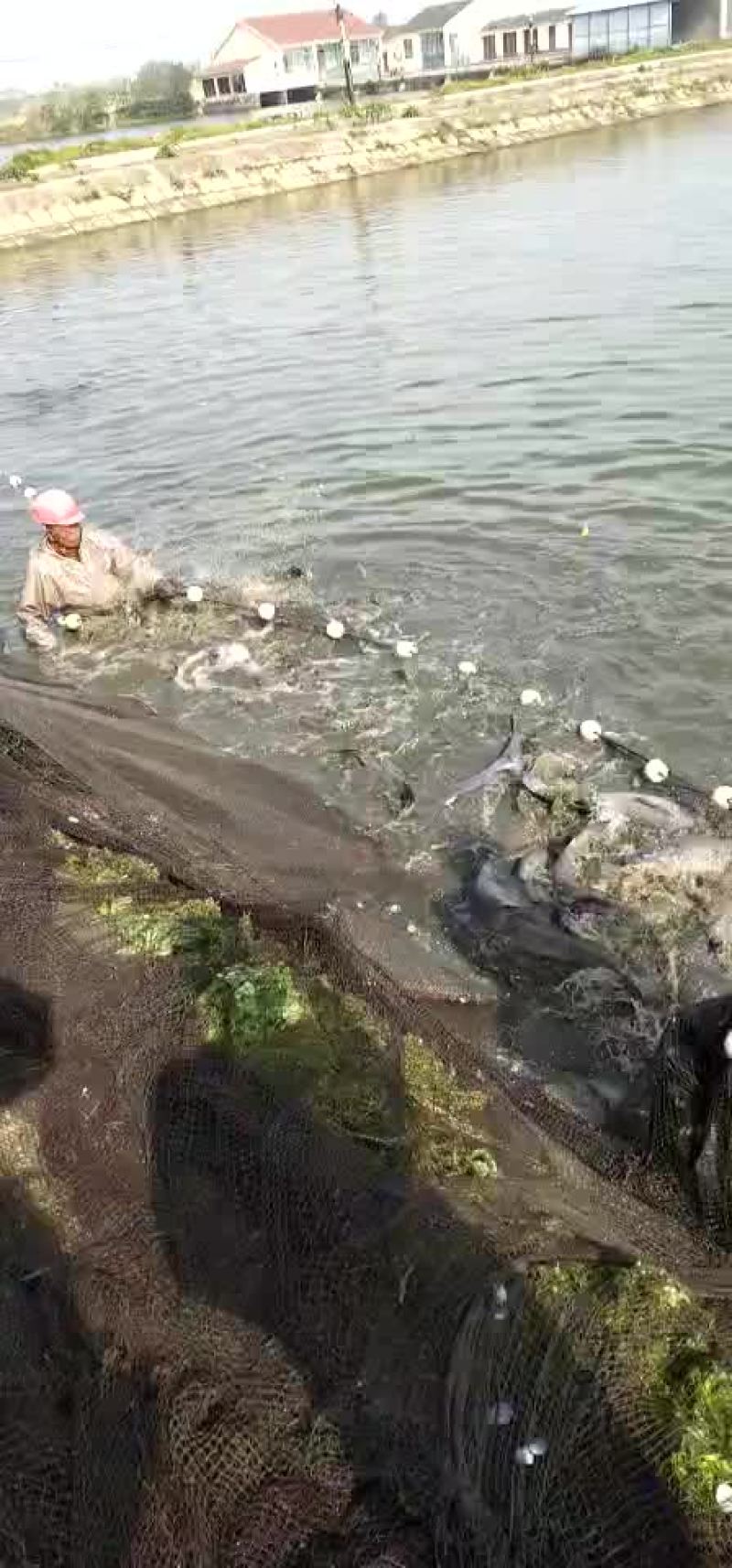 15＋，20＋，30＋青鱼供应