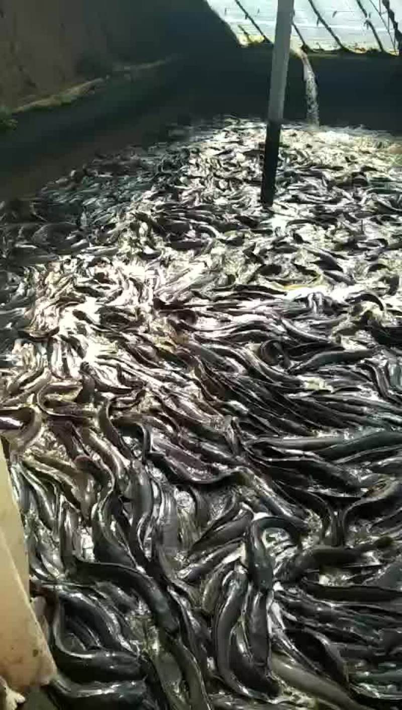 长年销售鲶鱼