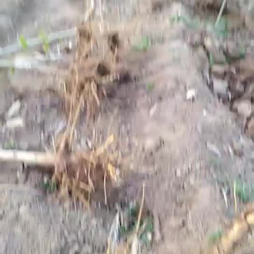 黑珍珠桑树苗！保证质量大量供应