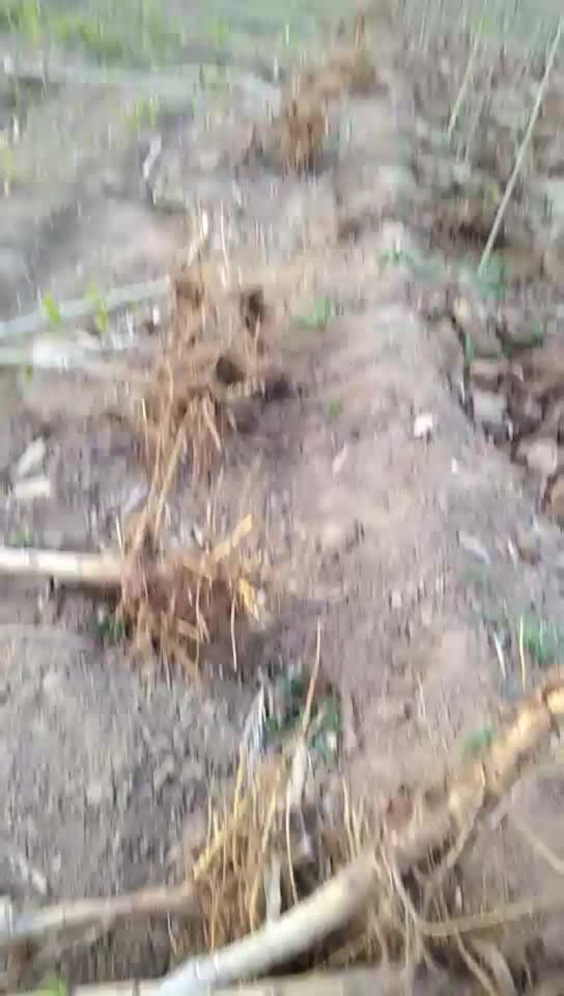 黑珍珠桑树苗！保证质量大量供应