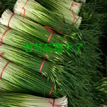 蒜苔