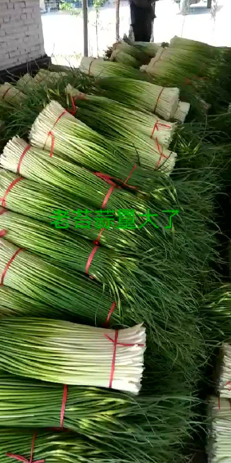 蒜苔