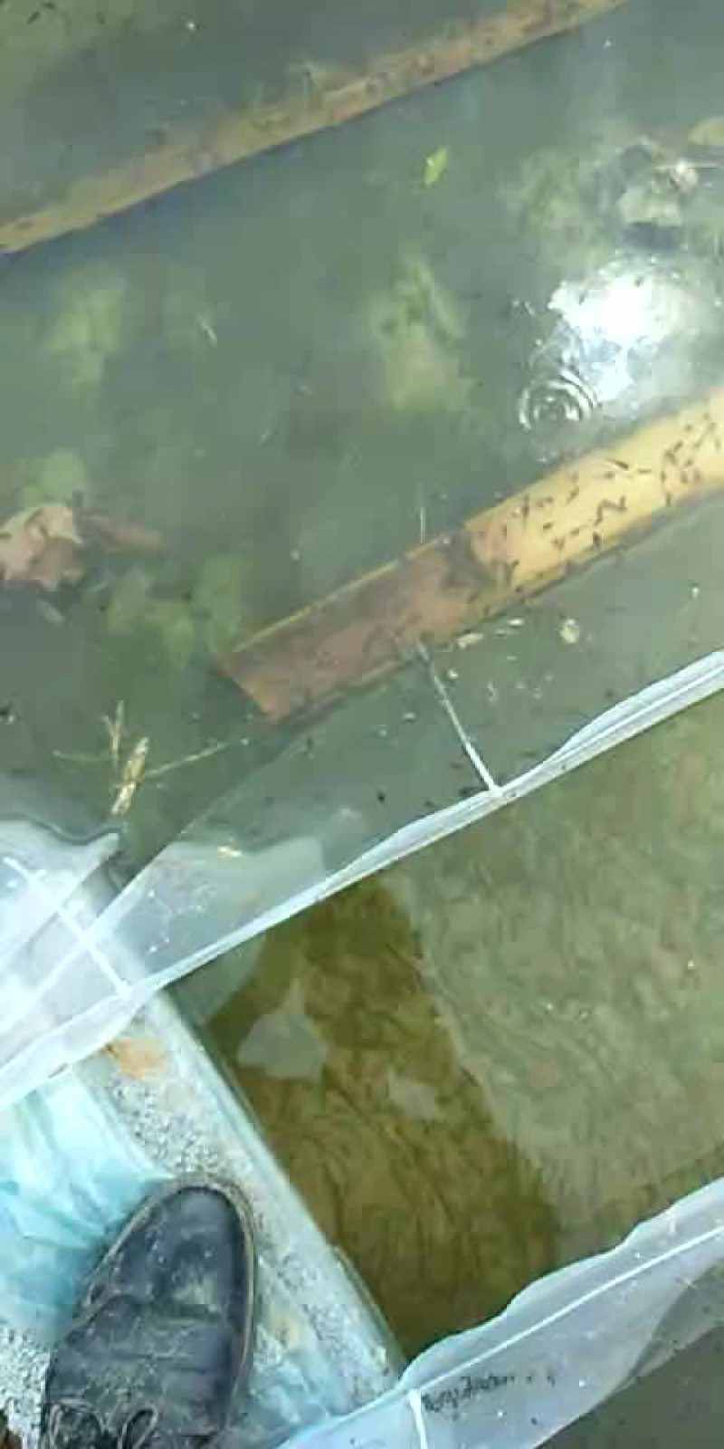 青蛙苗
