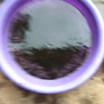 青蛙苗