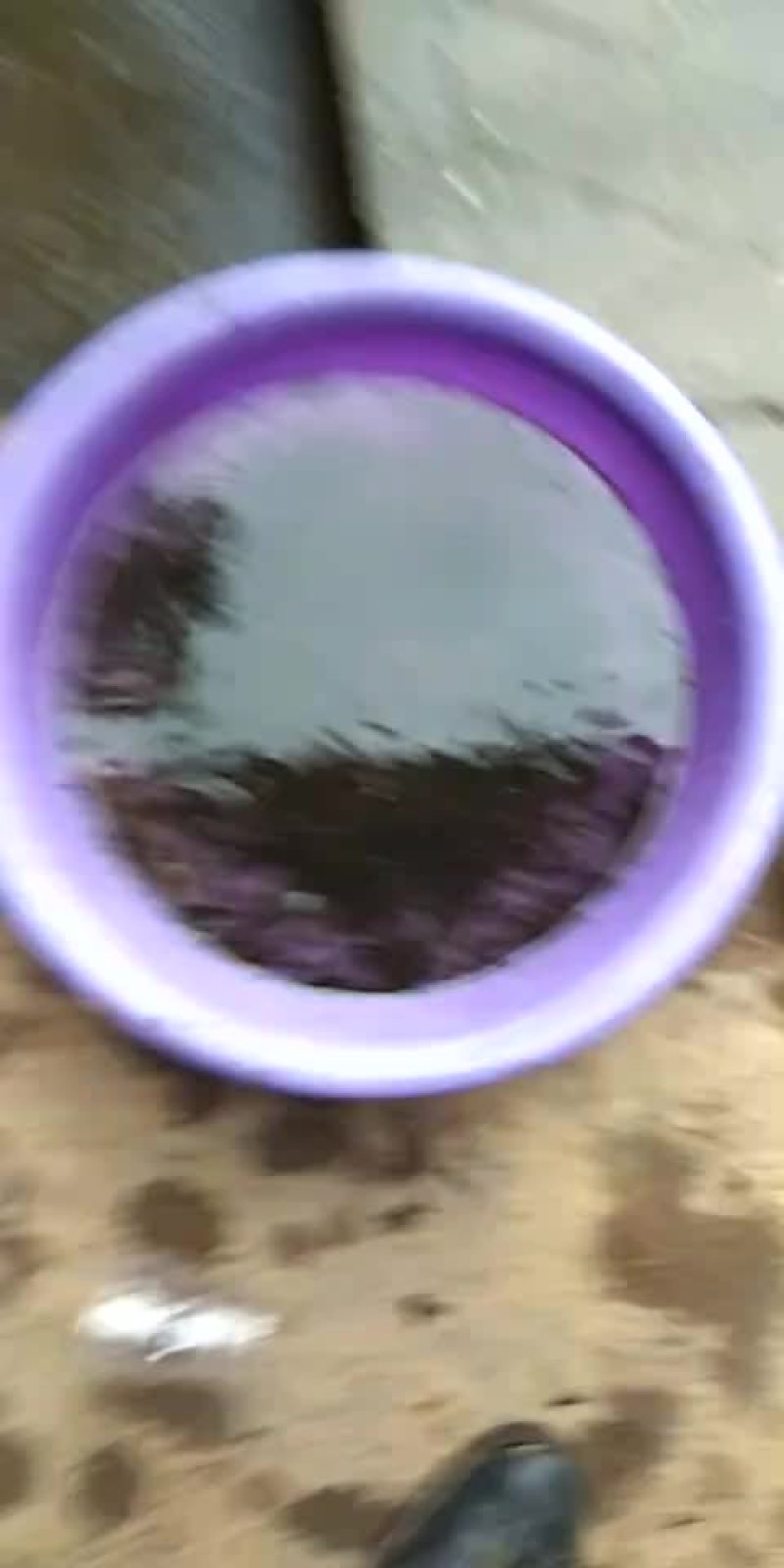 青蛙苗