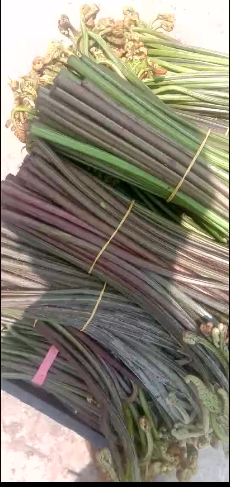 大量供应盐蕨菜