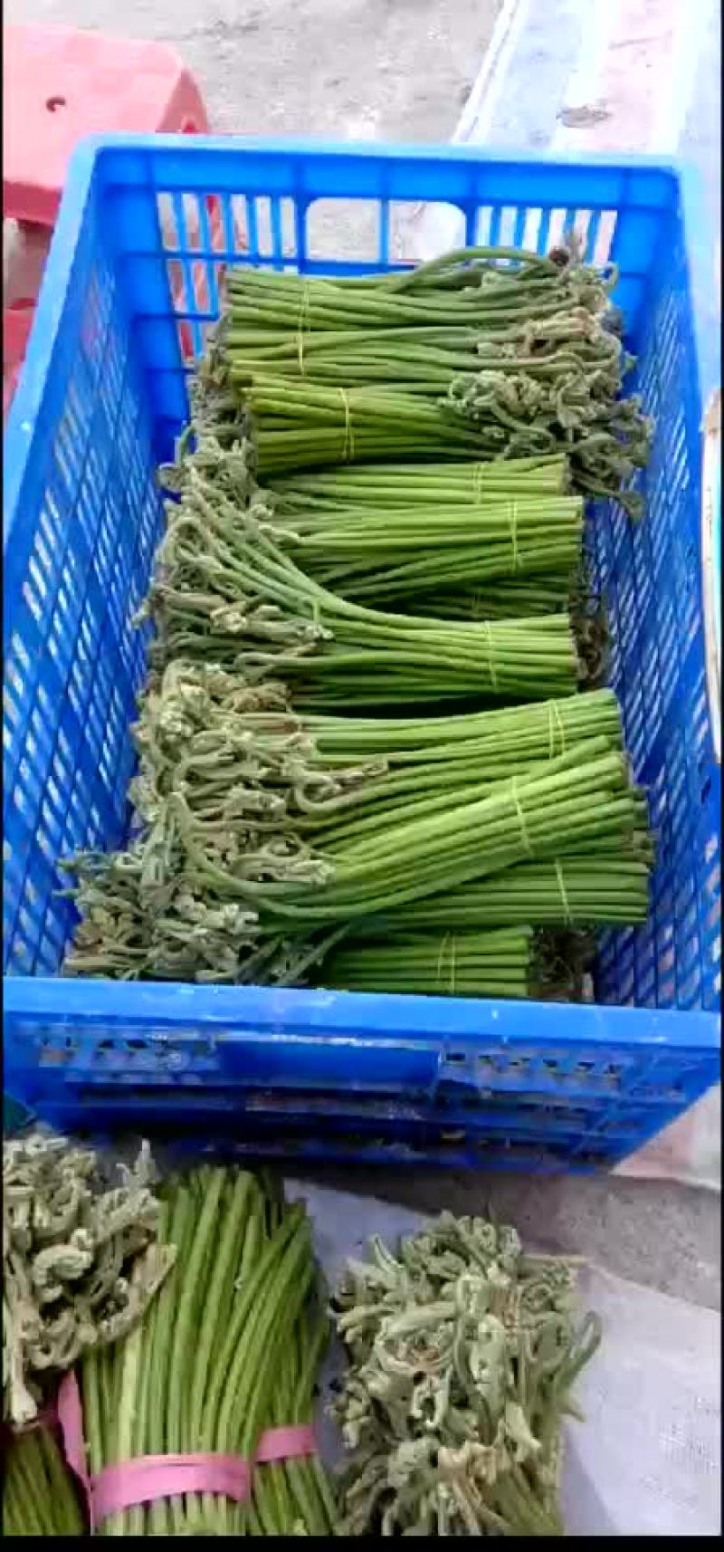 大量供应盐蕨菜