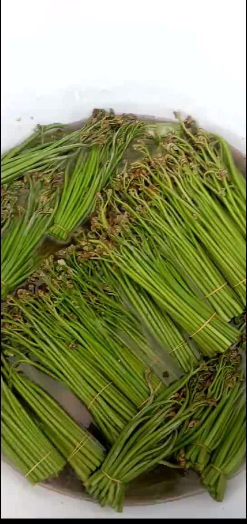 大量供应盐蕨菜