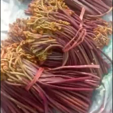 大量供应盐蕨菜