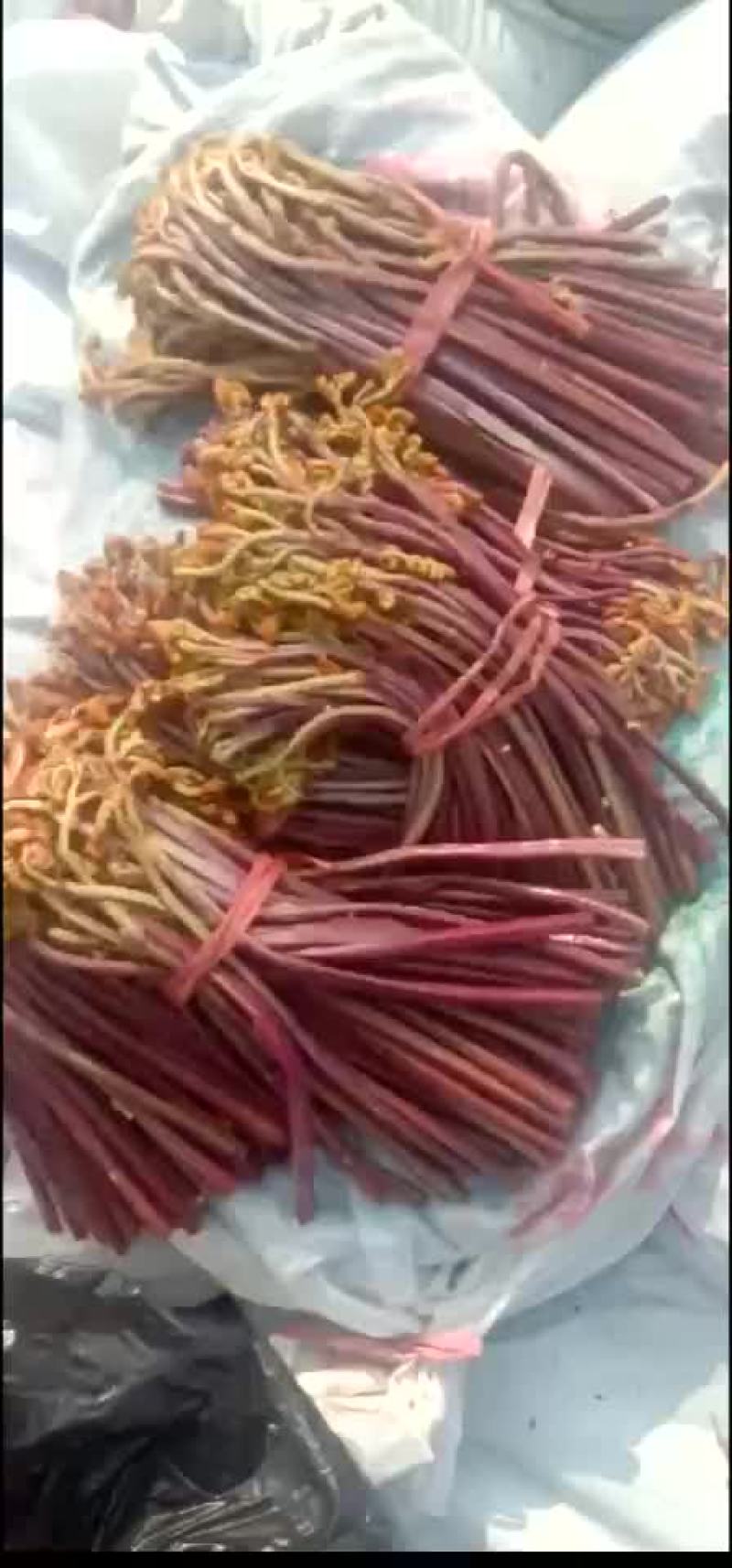 大量供应盐蕨菜