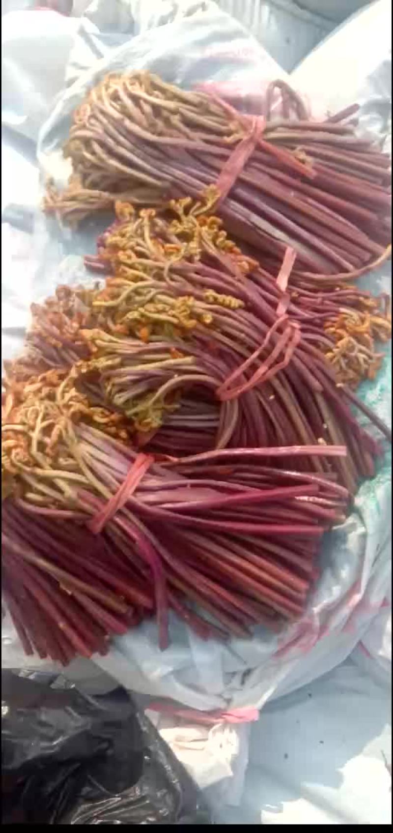 大量供应盐蕨菜