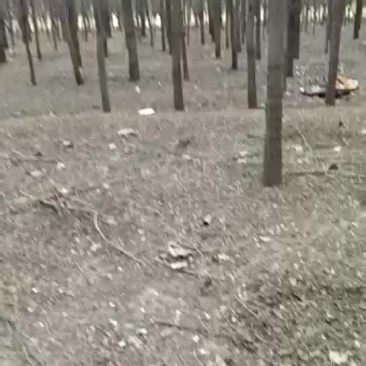 榆树