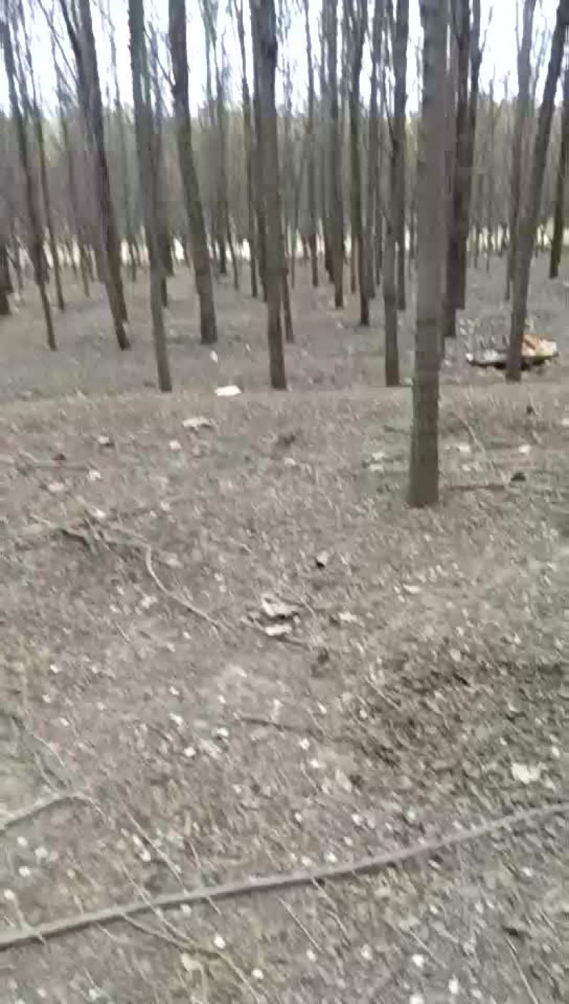 榆树